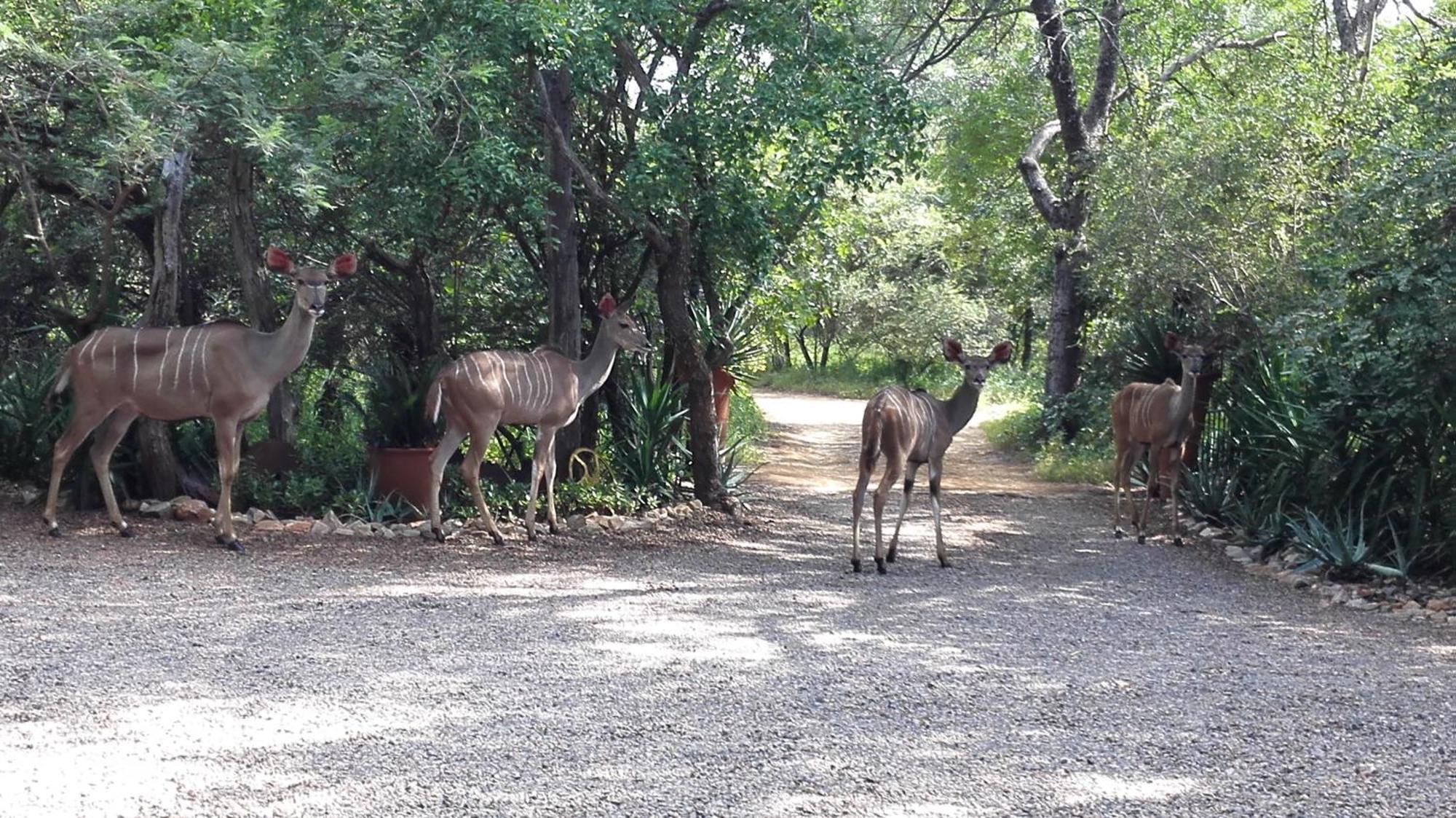 Kruger Wielewaal Restcamp Marloth Park Exterior foto